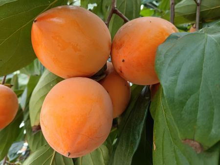 ΢��ͼƬ_20251021141240